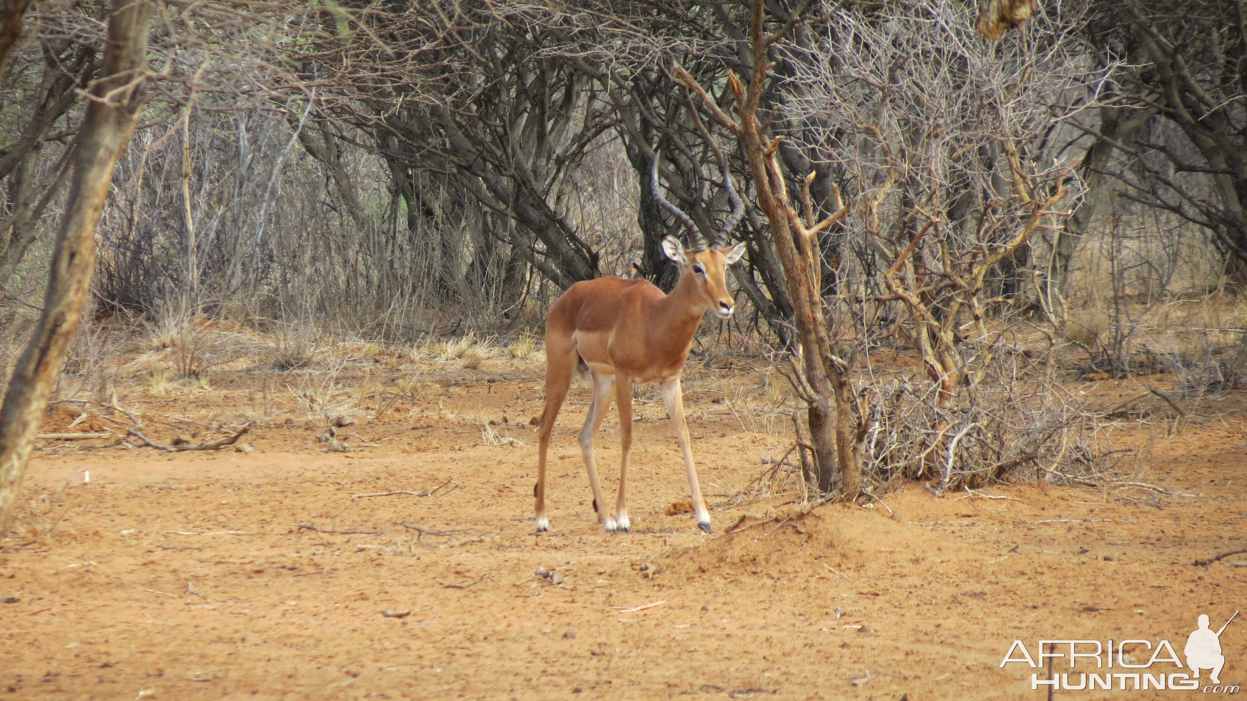 Impala Namibia