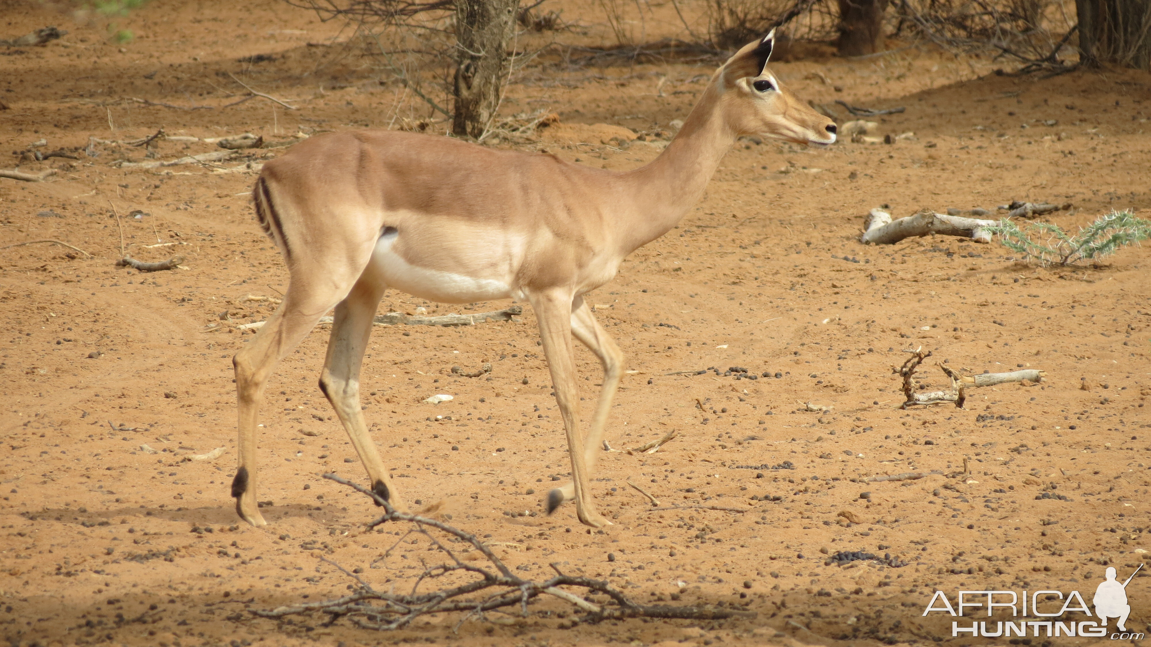 Impala Namibia