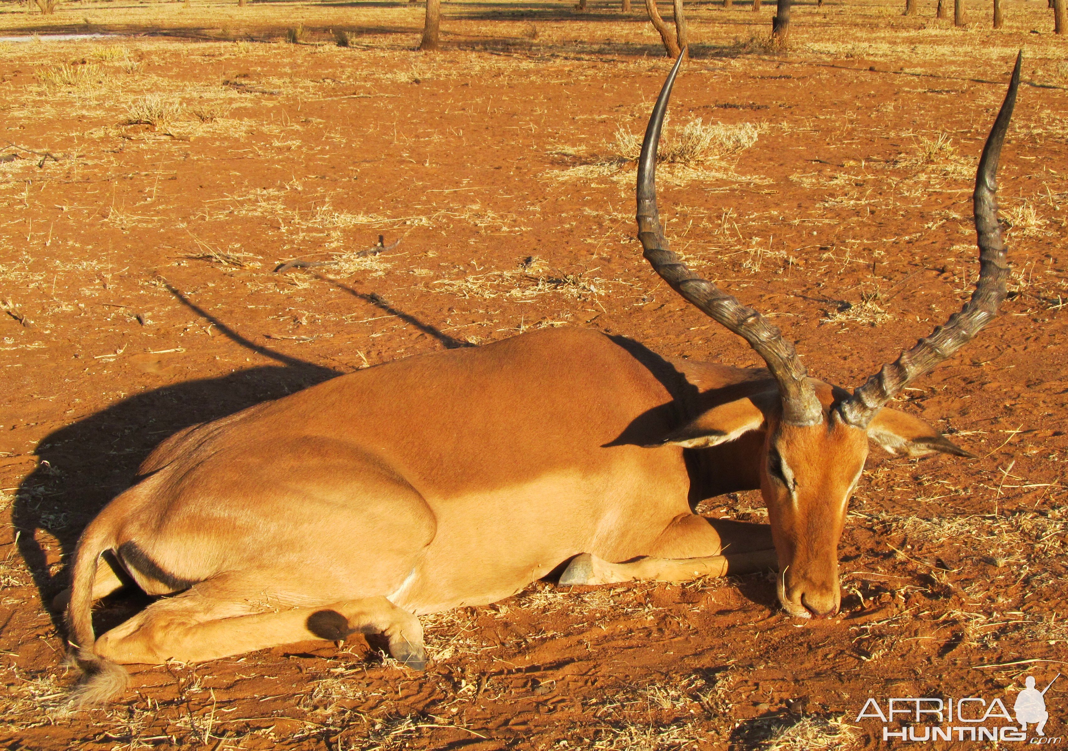 Impala Namibia