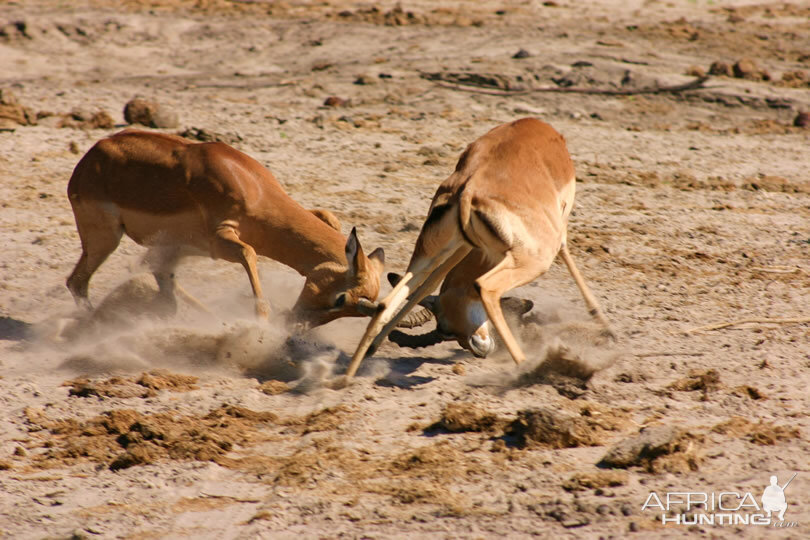 Impala Namibia