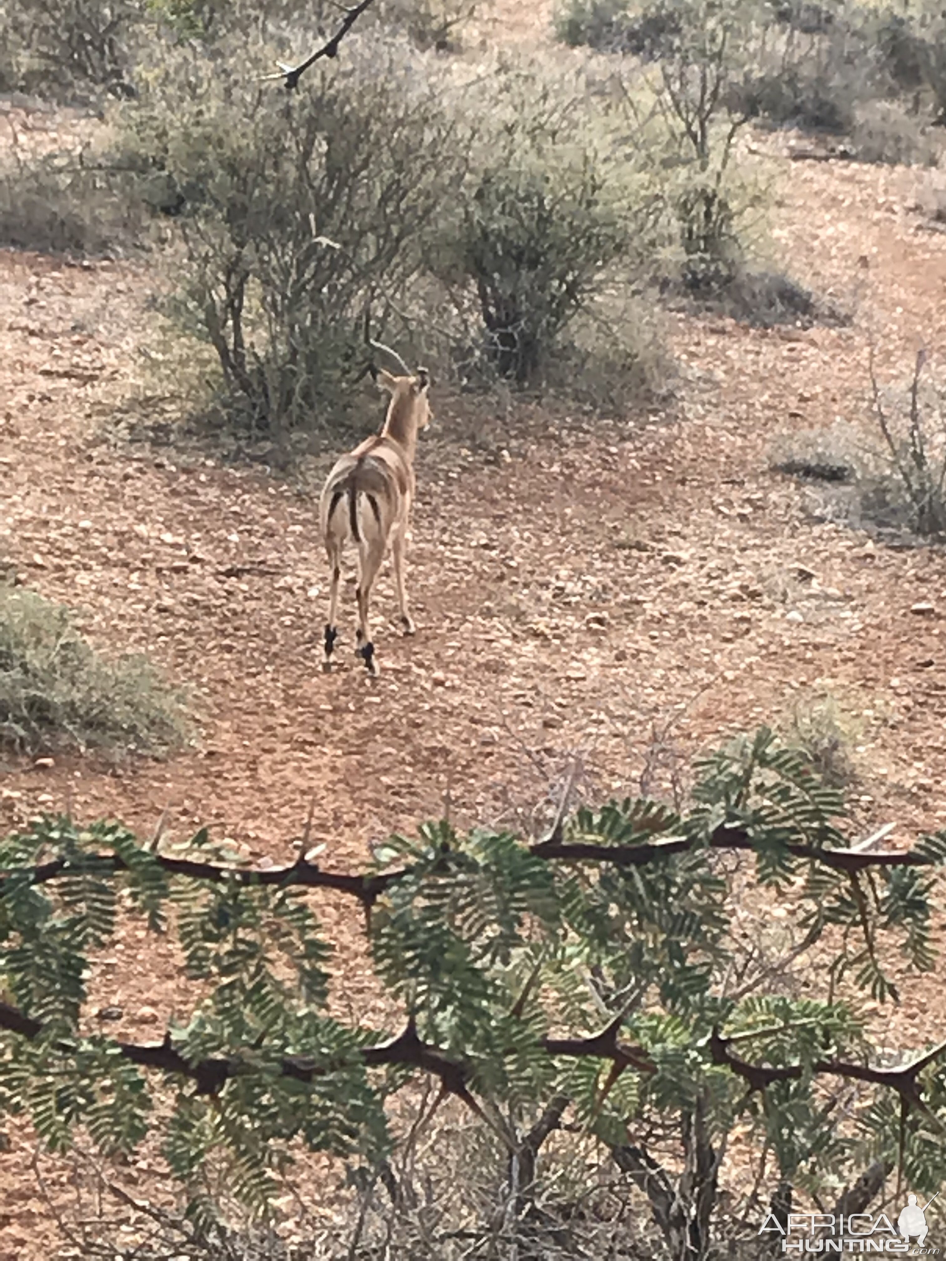 Impala Namibia