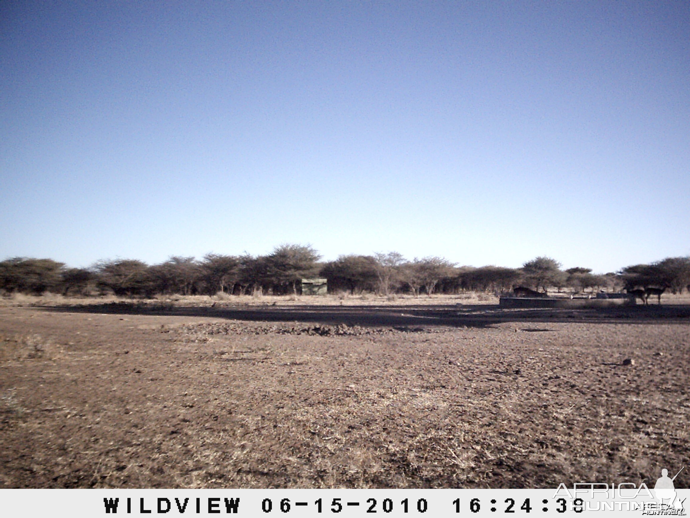 Impala, Namibia