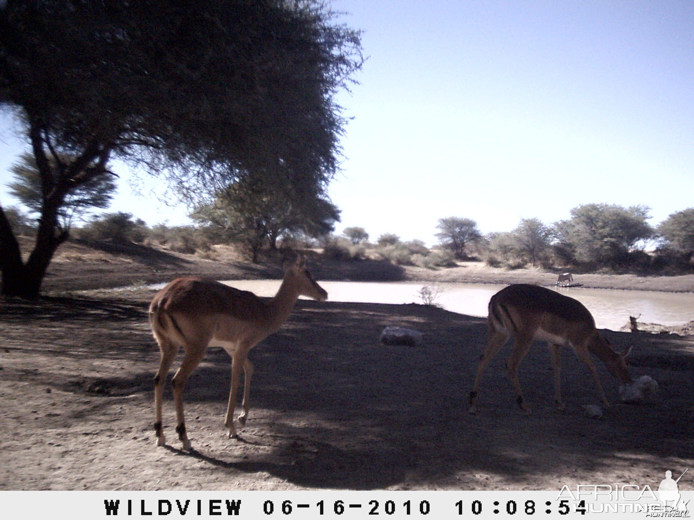 Impala, Namibia