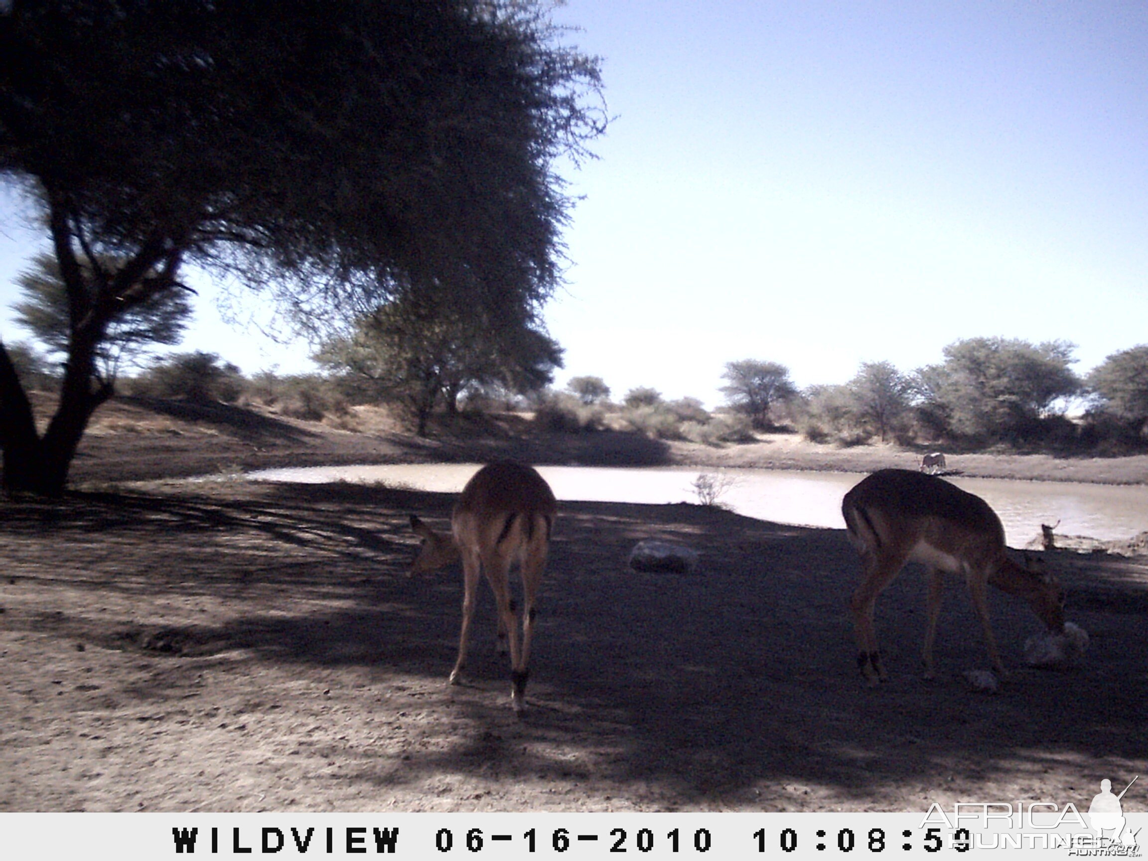 Impala, Namibia