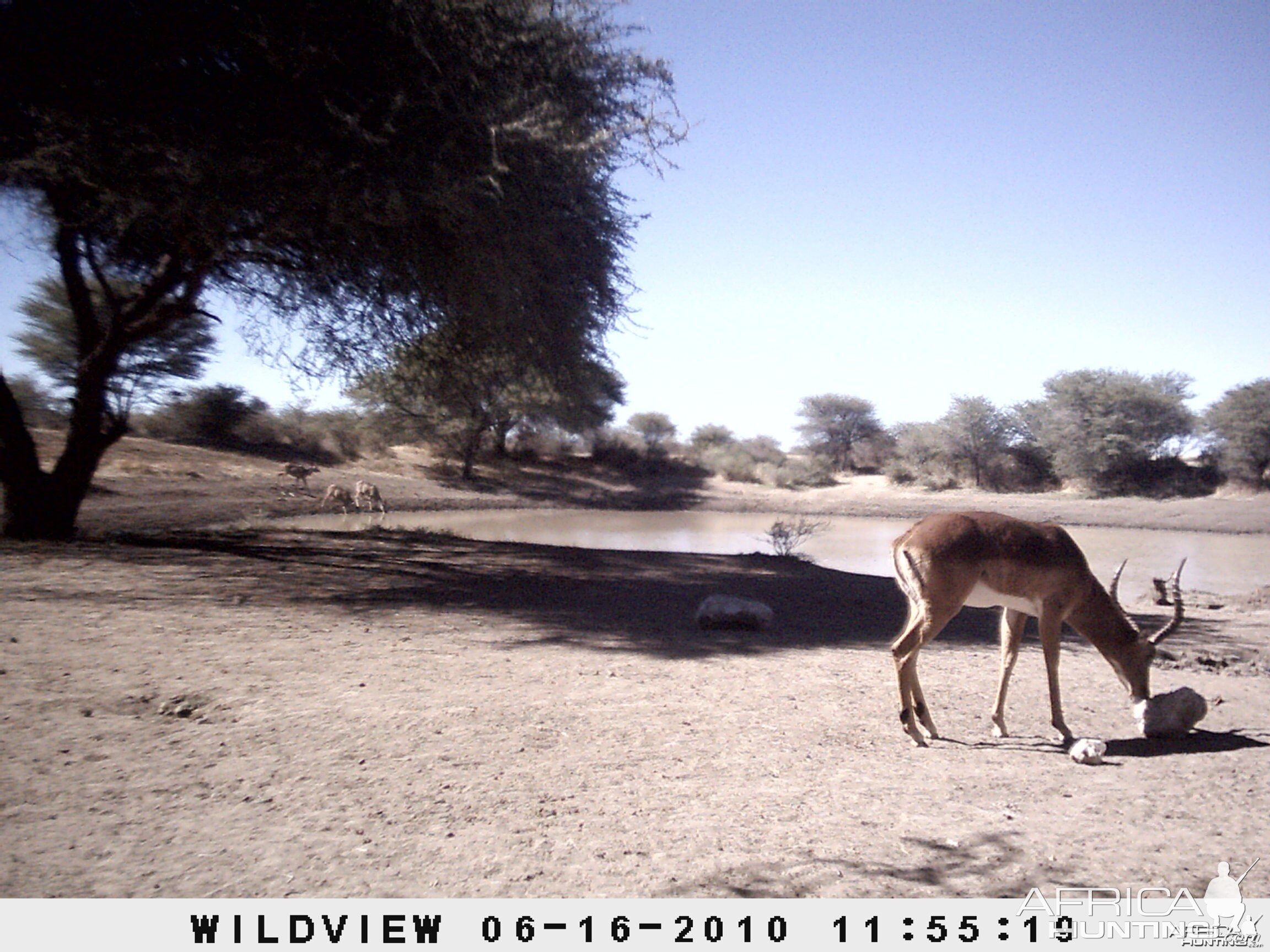 Impala, Namibia