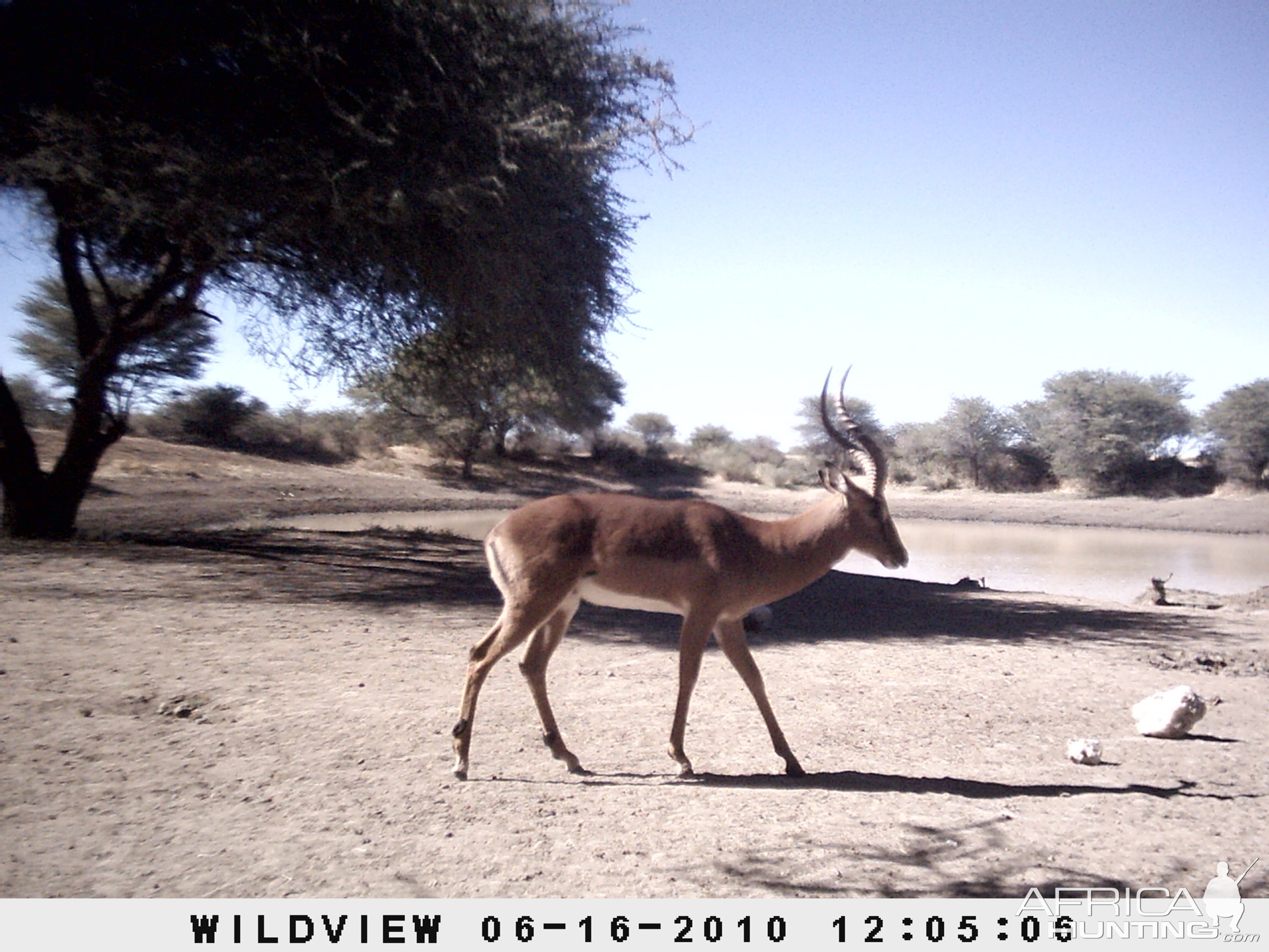 Impala, Namibia