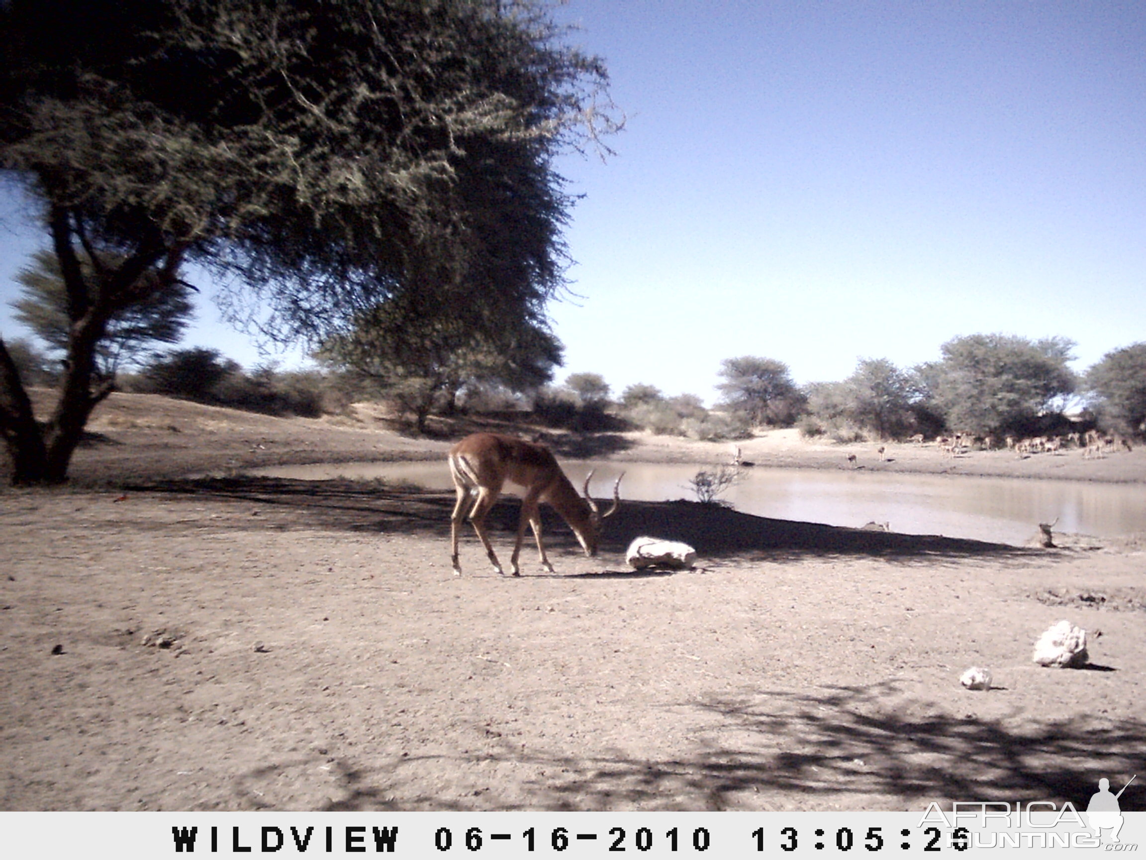 Impala, Namibia