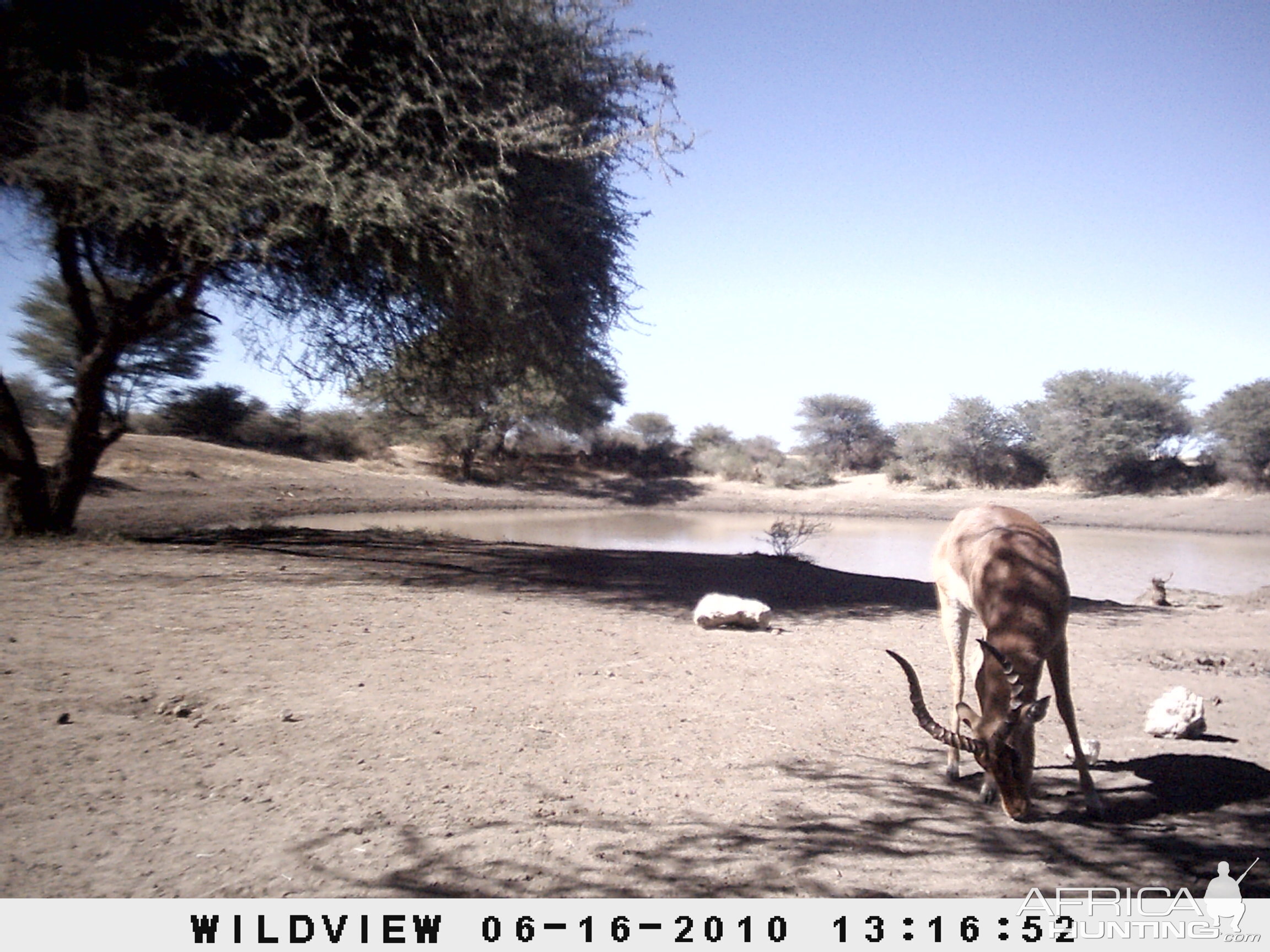 Impala, Namibia