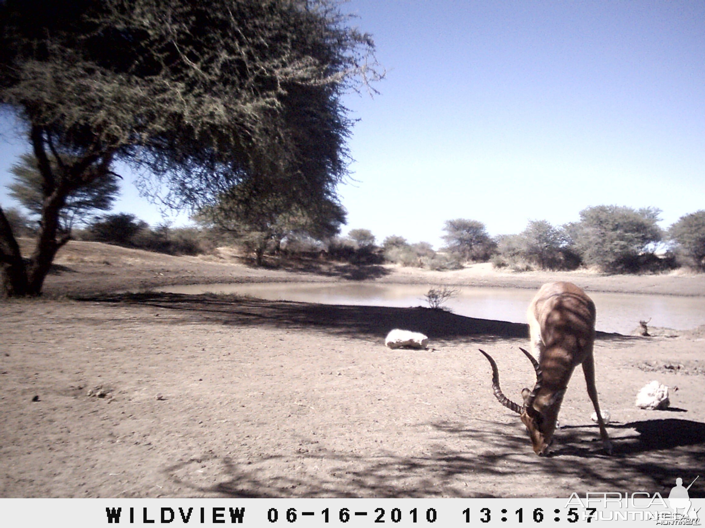 Impala, Namibia