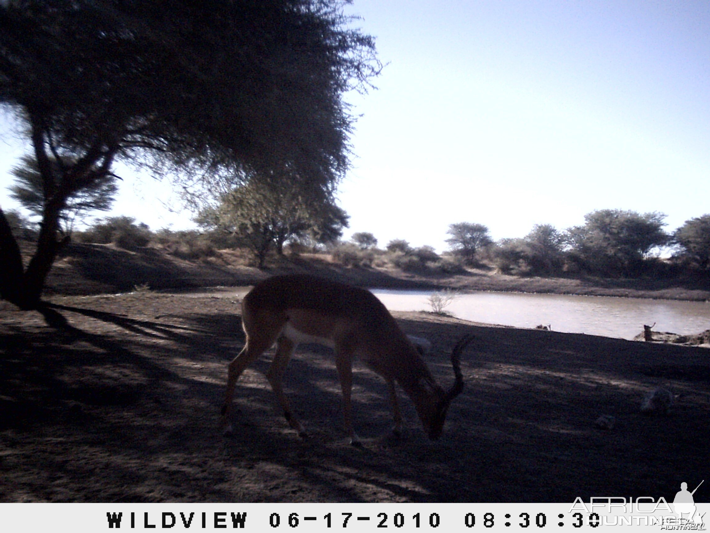 Impala, Namibia