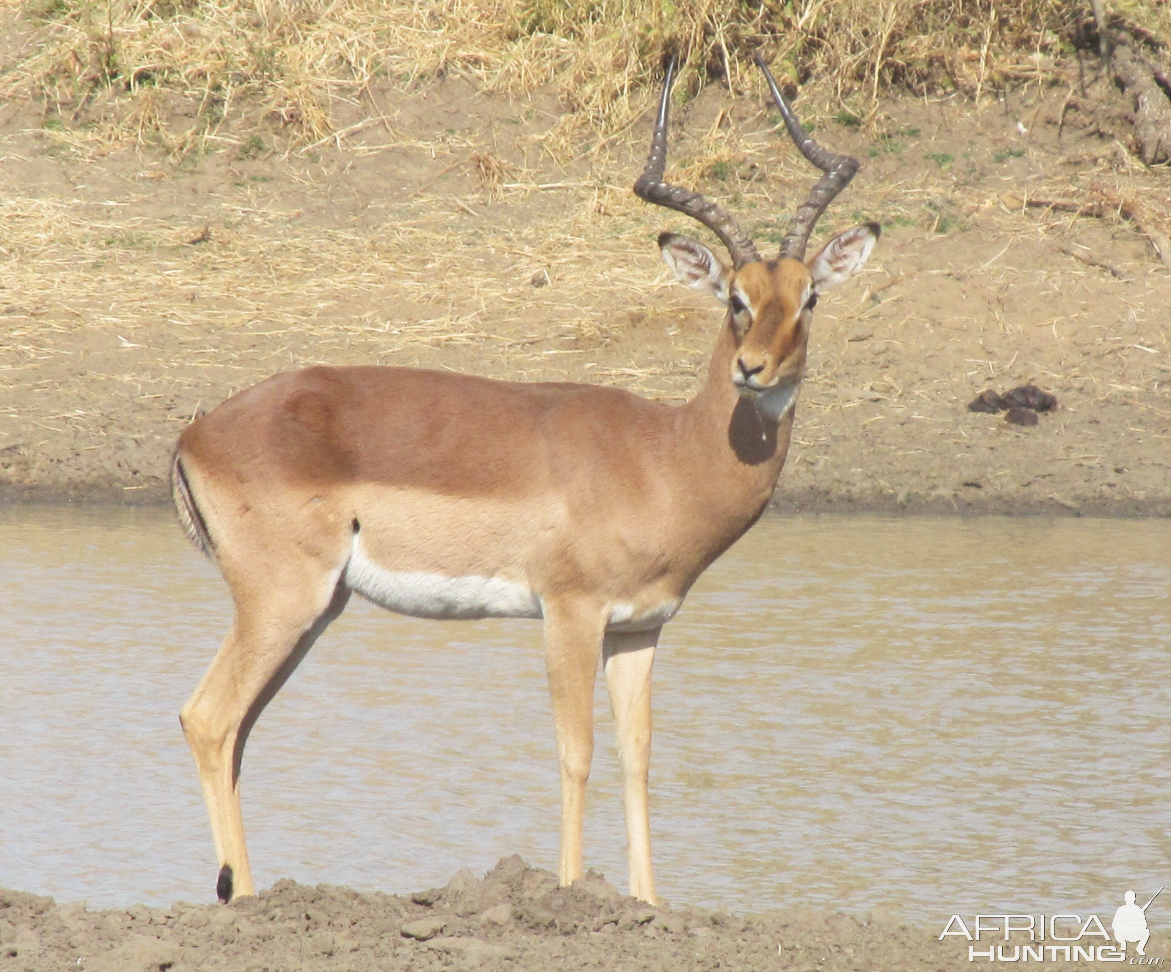 Impala... not photoshopped