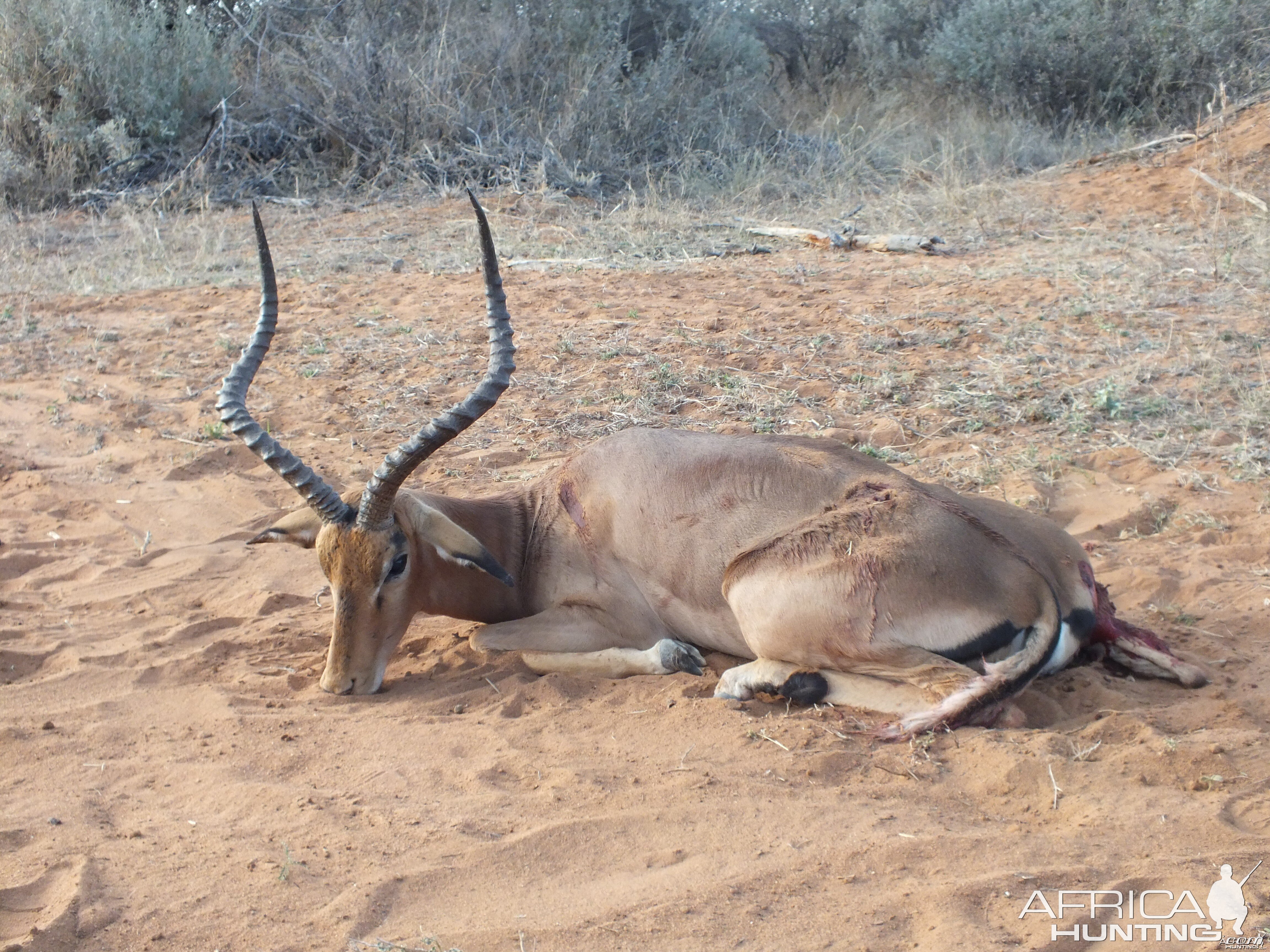 Impala pic #2