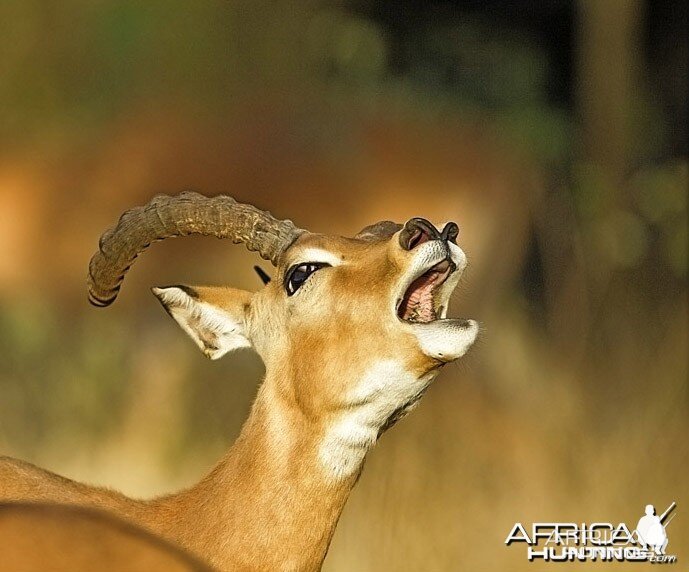 Impala ram at Kruger National Park