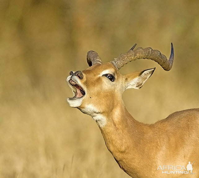 Impala ram at Kruger National Park