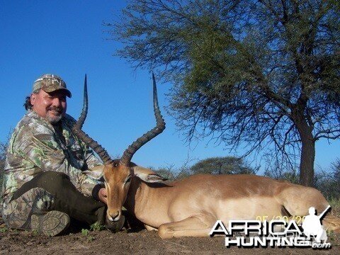 Impala ram taken in the Limpopo Province of South Africa