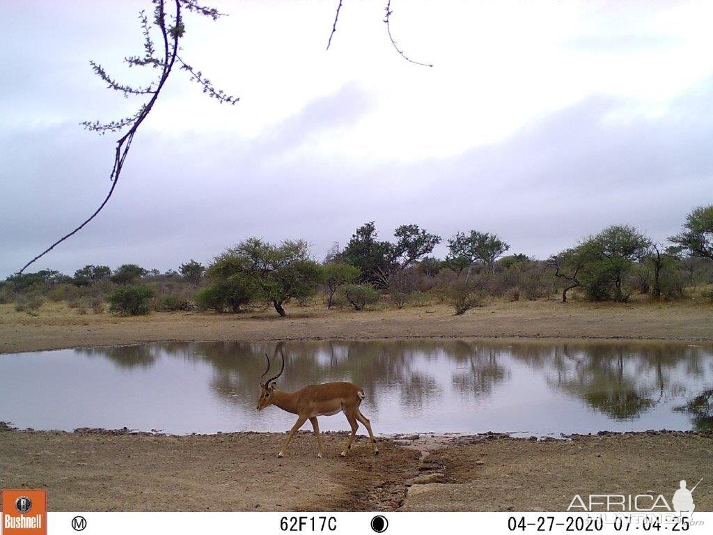 impala ram