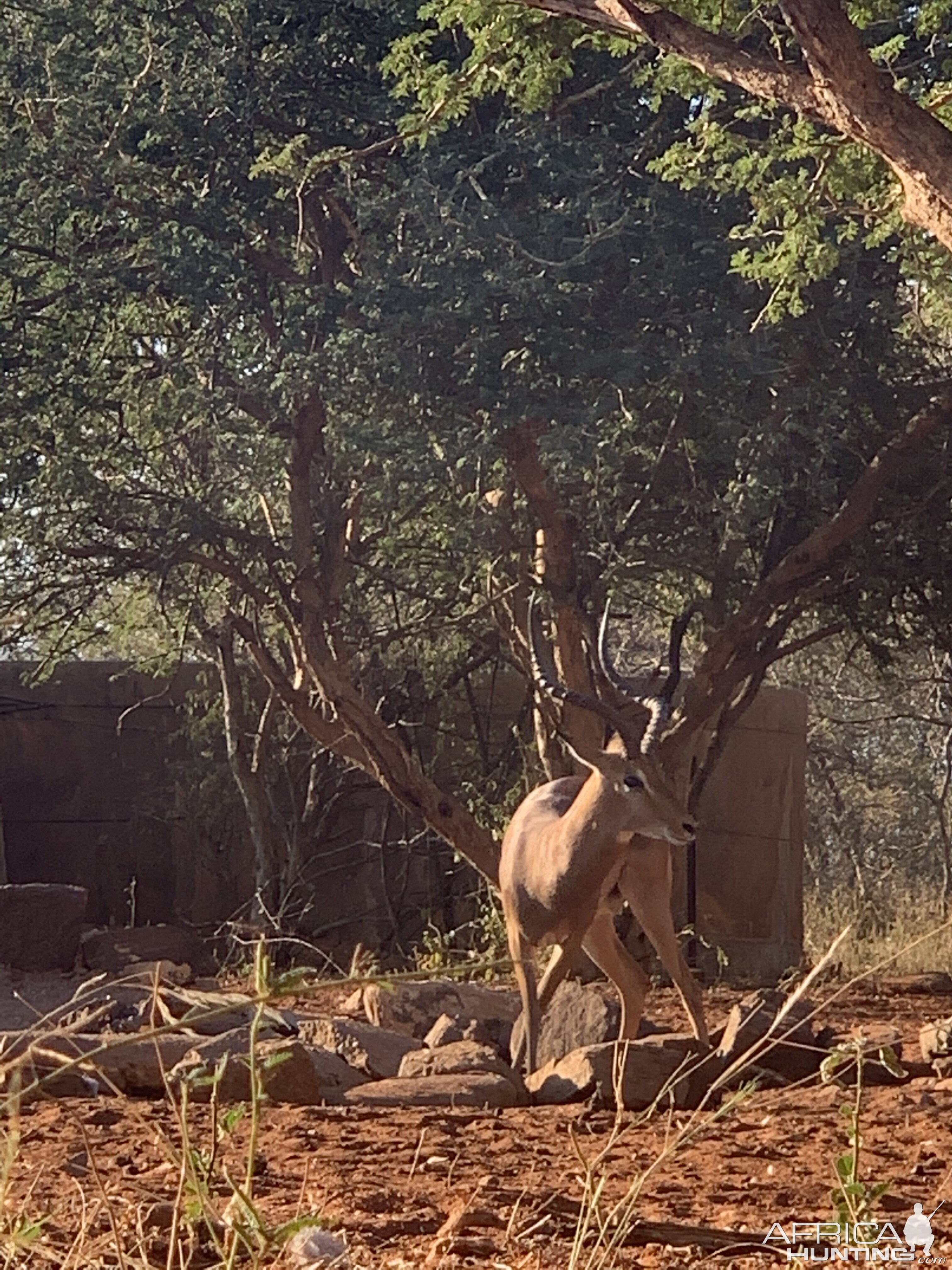 Impala ram