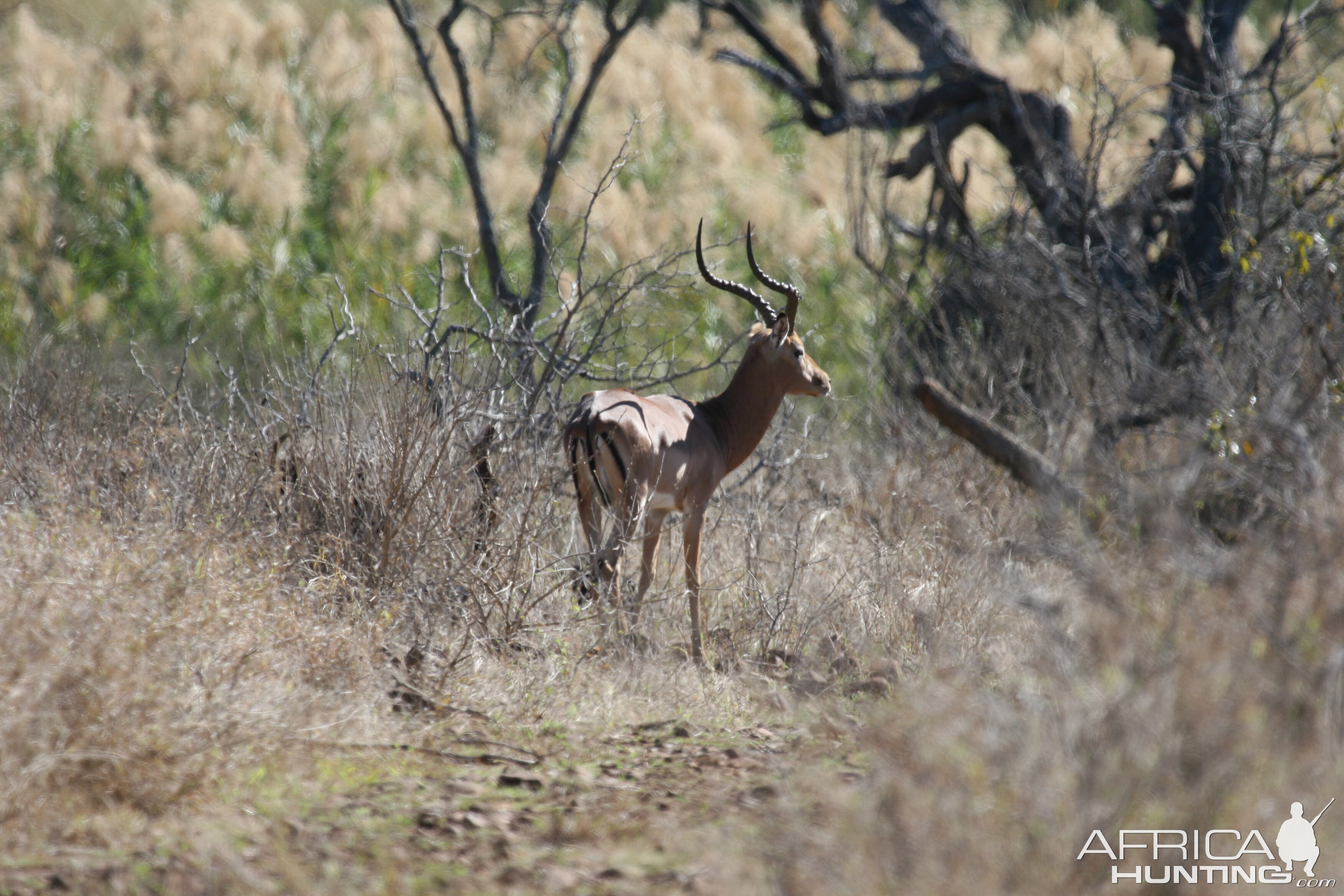 Impala Ram