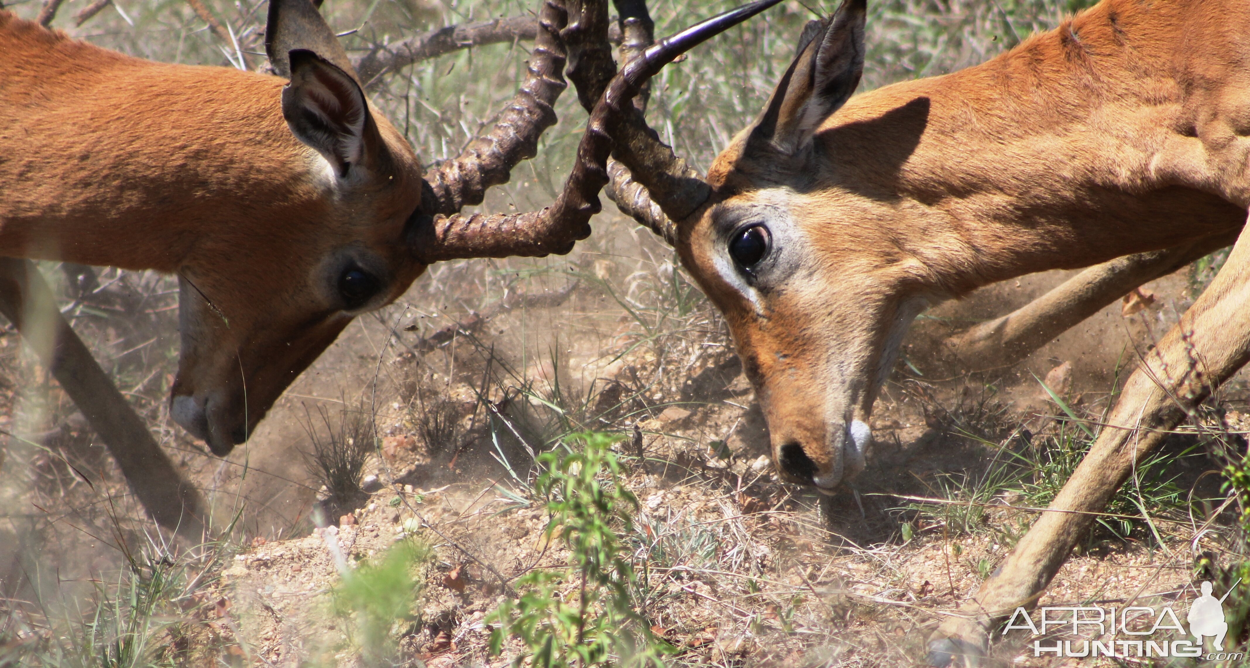 Impala Rams fighting