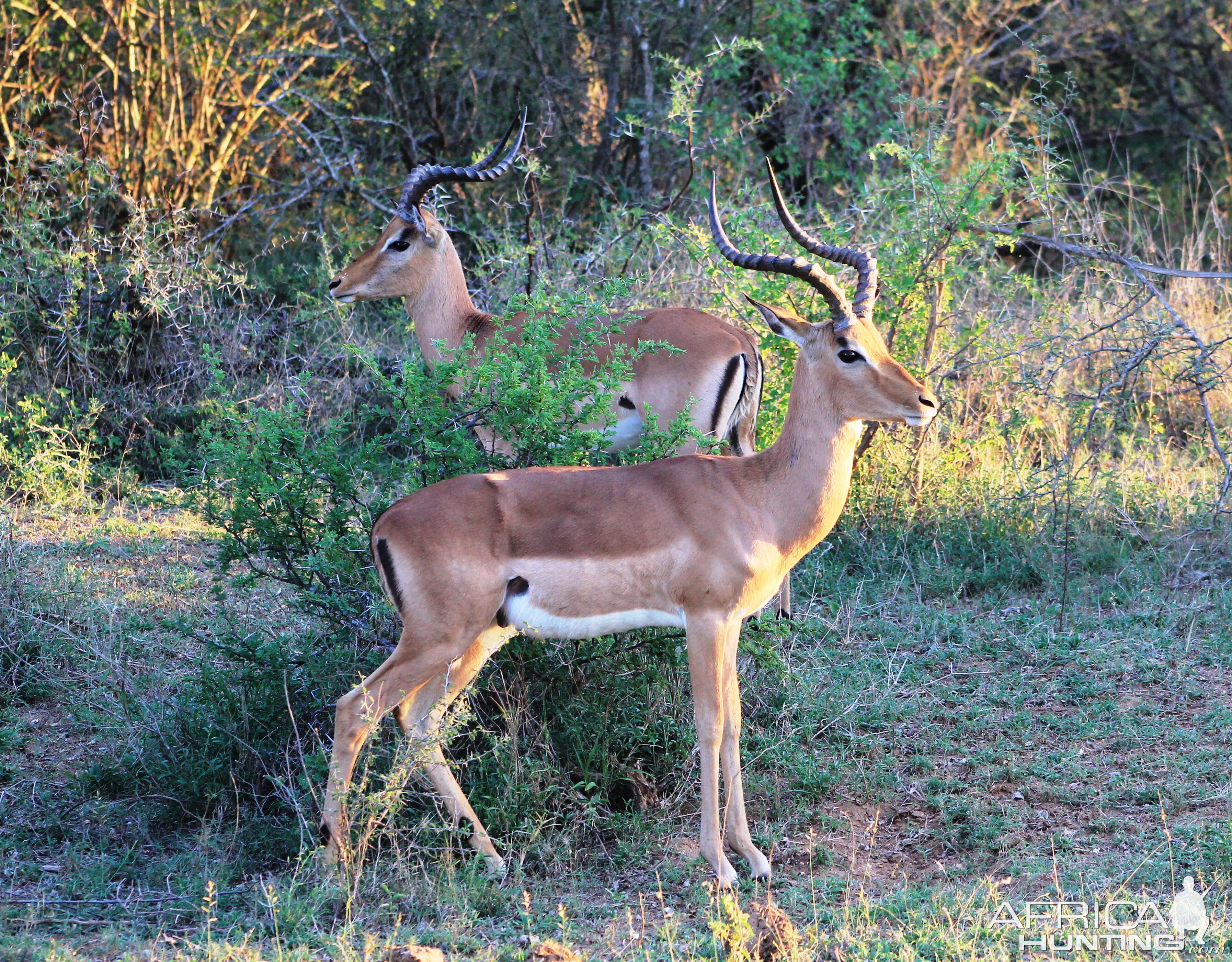 Impala Rams