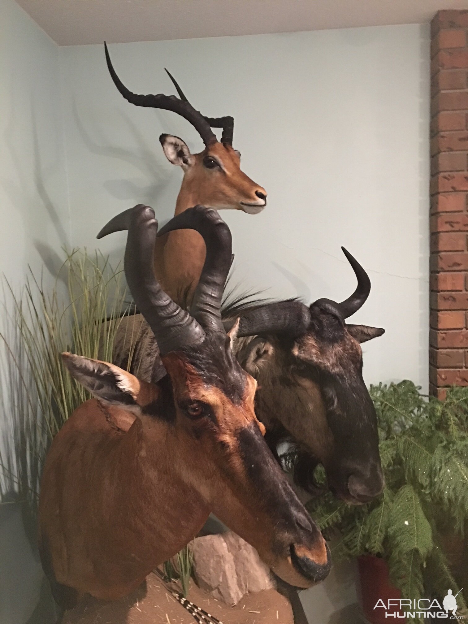 Impala,  Red Hartebeest & Blue WIldebeest Shoulder Mount Pedestal Taxidermy