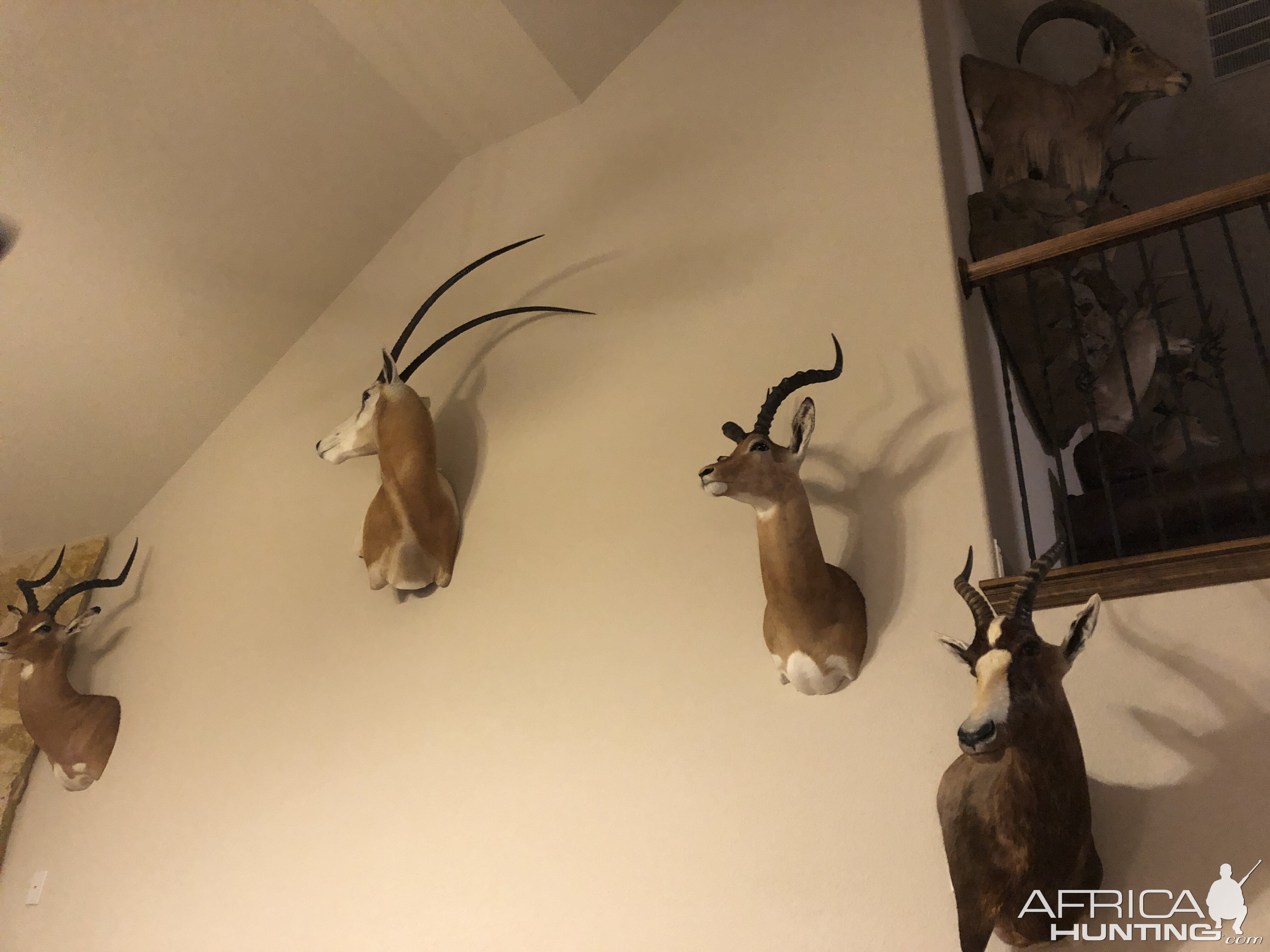 Impala,  Scimitar Oryx & Blesbok Shoulder Mount Taxidermy