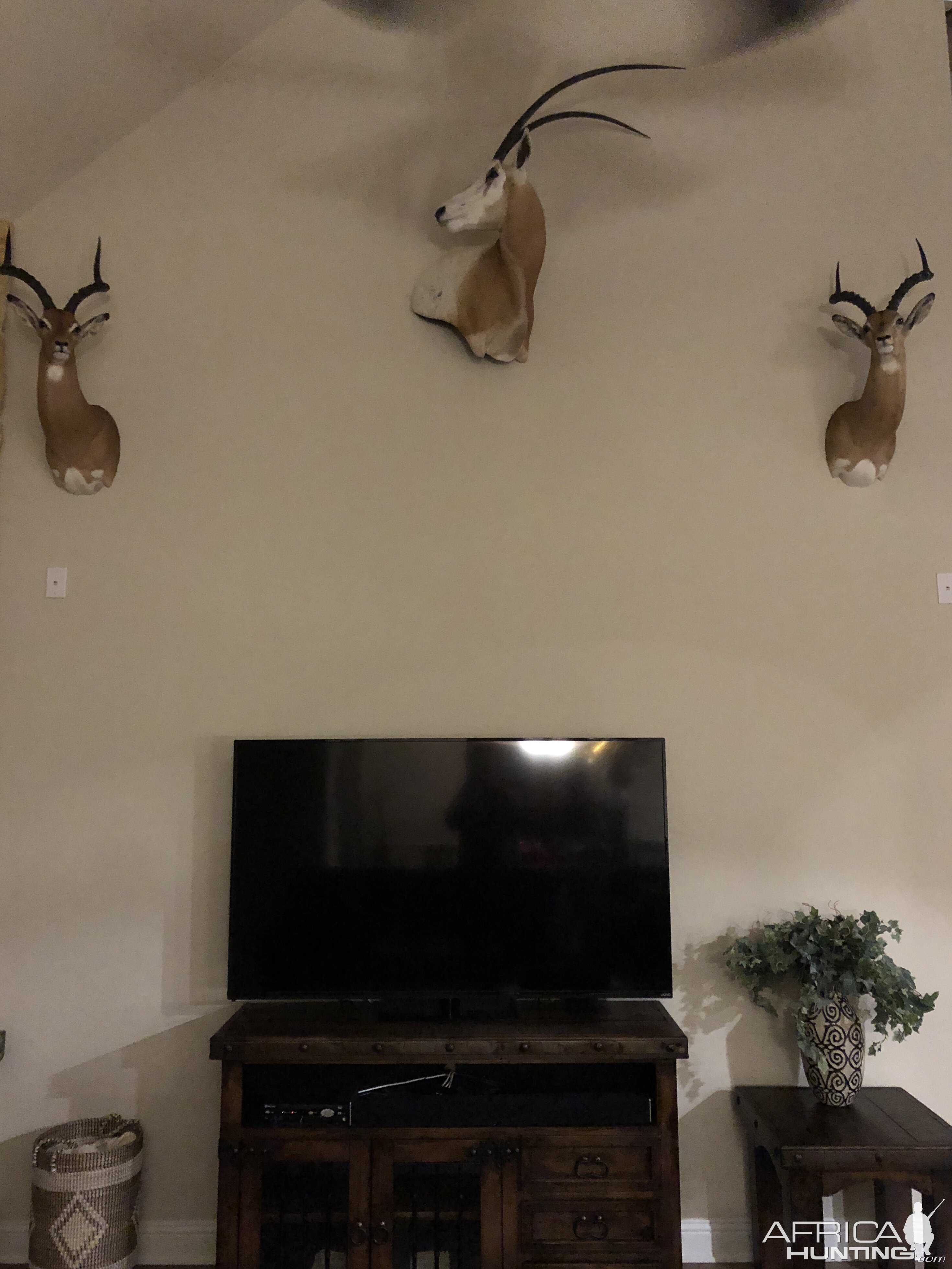 Impala & Scimitar Oryx Shoulder Mount Taxidermy