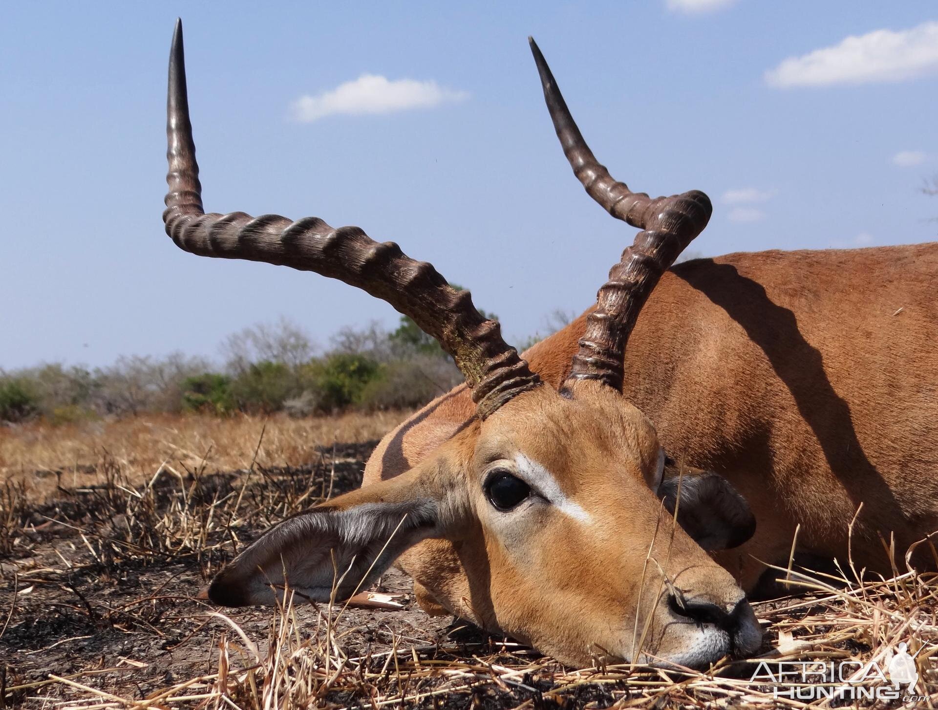 Impala Selous Tanzania