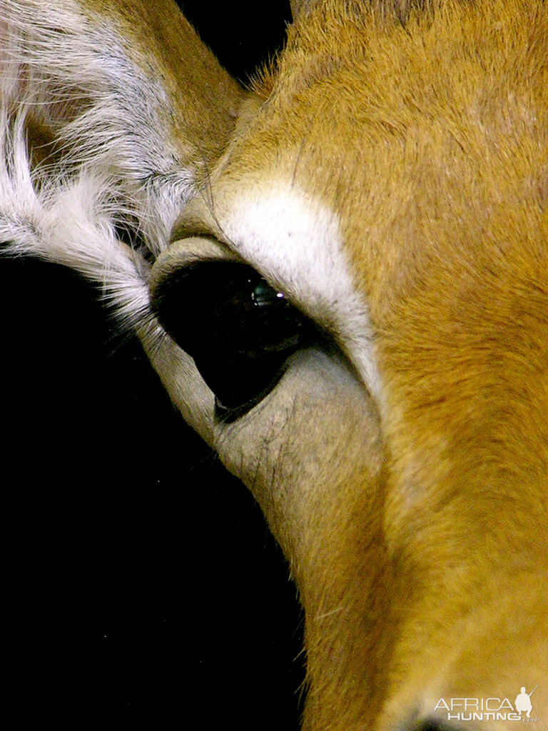 Impala Shoulder Mount Pedestal Taxidermy Close Up