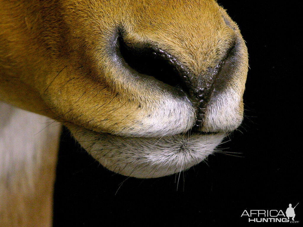 Impala Shoulder Mount Pedestal Taxidermy Close Up