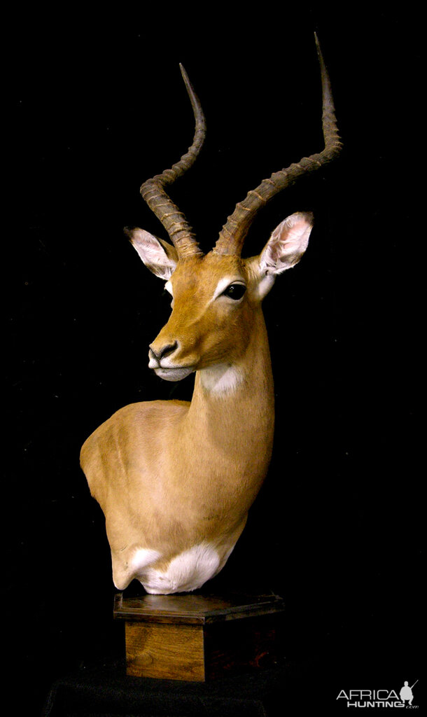 Impala Shoulder Mount Pedestal Taxidermy