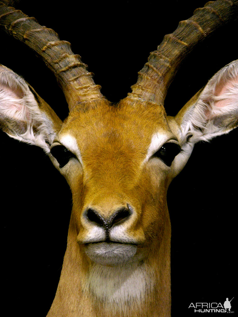 Impala Shoulder Mount Pedestal Taxidermy