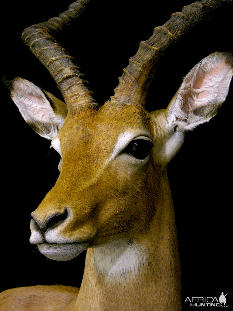 Impala Shoulder Mount Pedestal Taxidermy