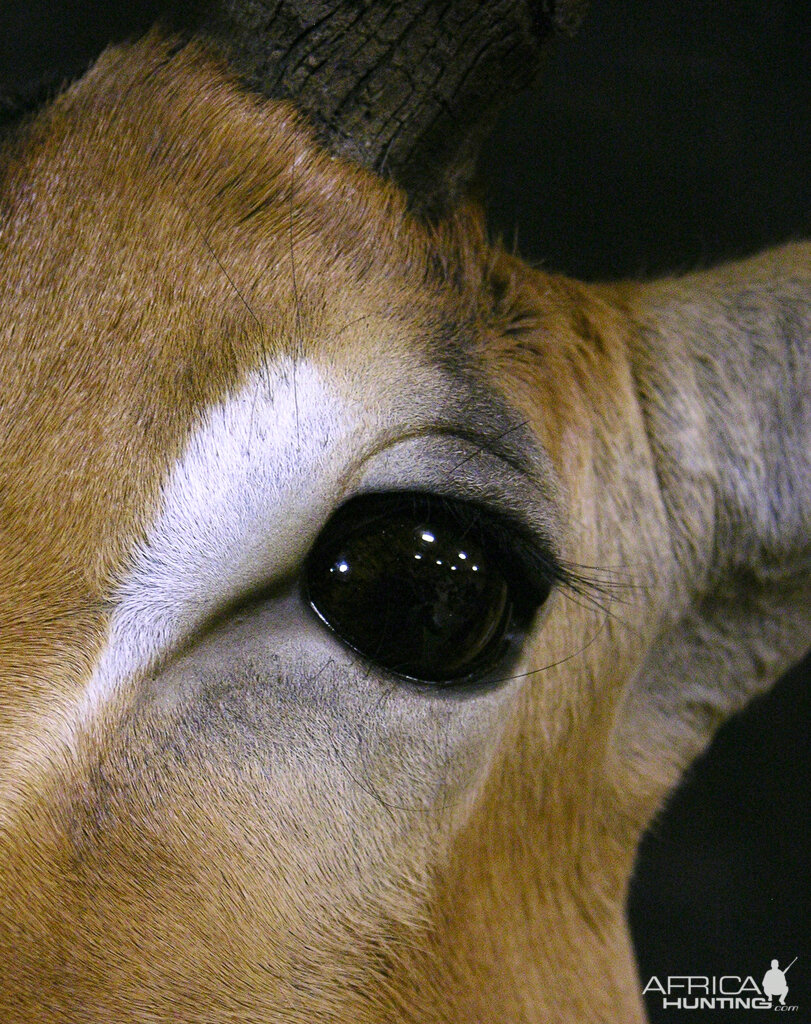 Impala Shoulder Mount Taxidermy Close Up