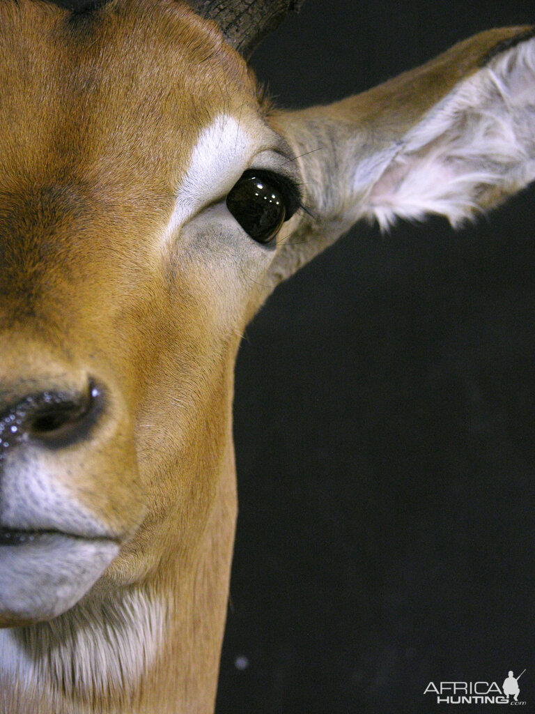 Impala Shoulder Mount Taxidermy Close Up