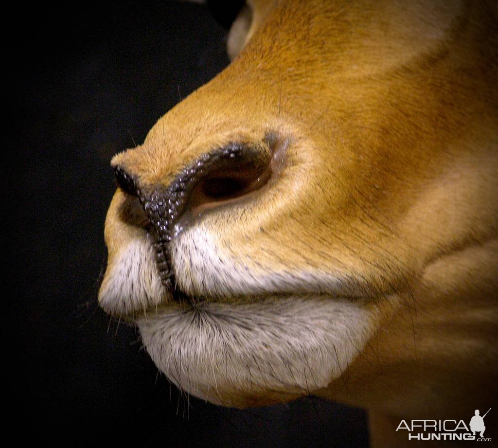 Impala Shoulder Mount Taxidermy Close Up