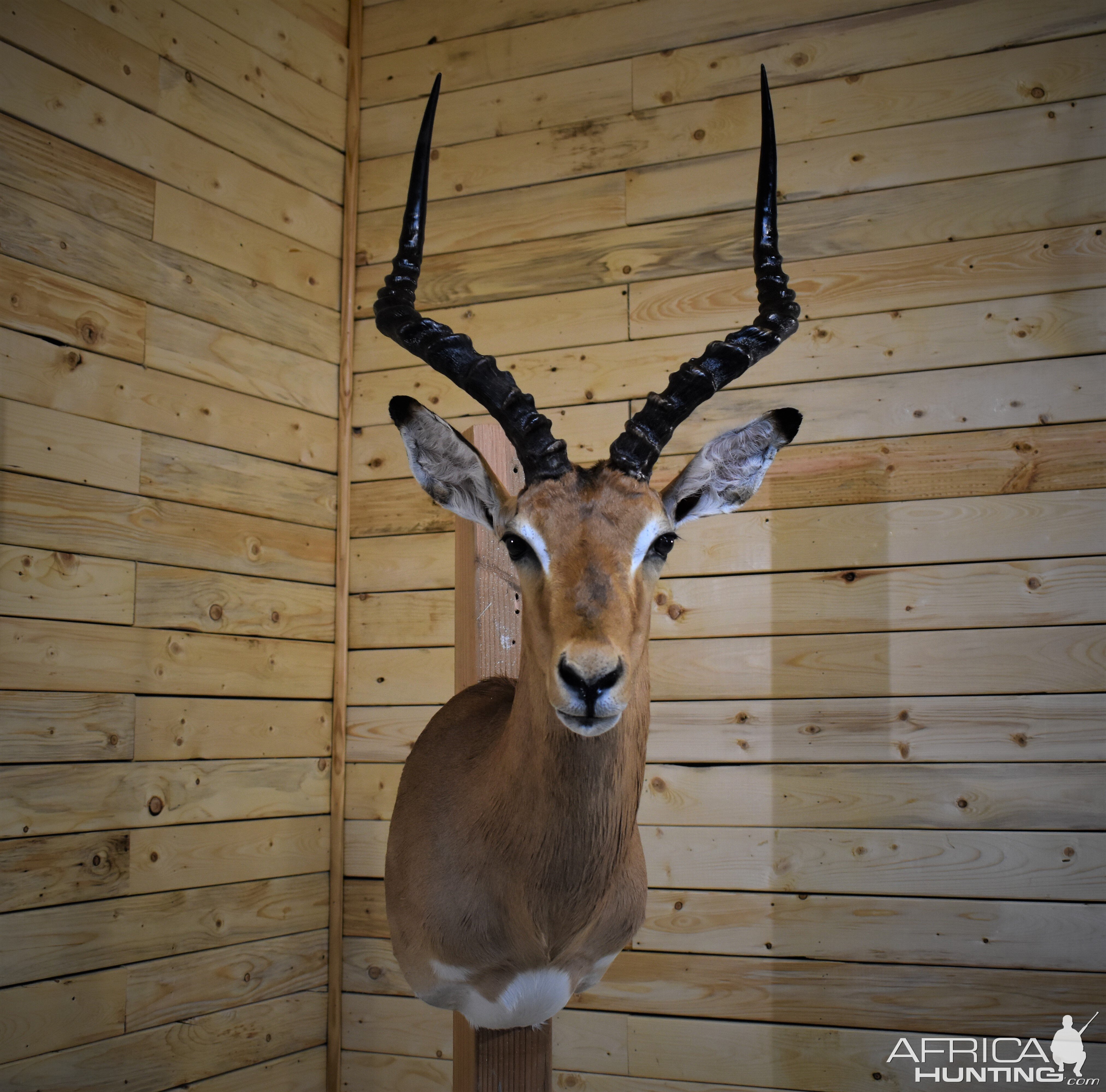 Impala Shoulder Mount Taxidermy