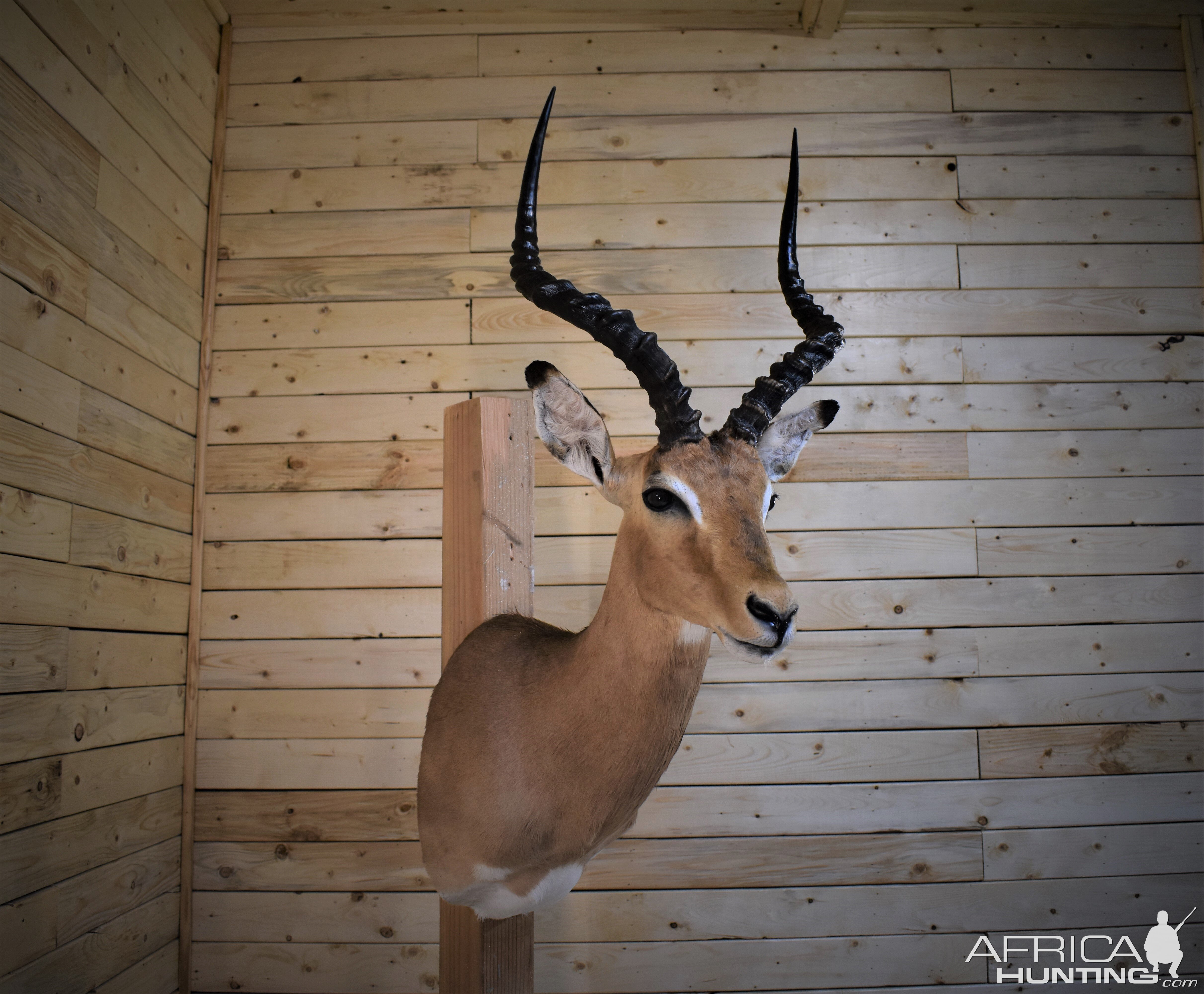 Impala Shoulder Mount Taxidermy