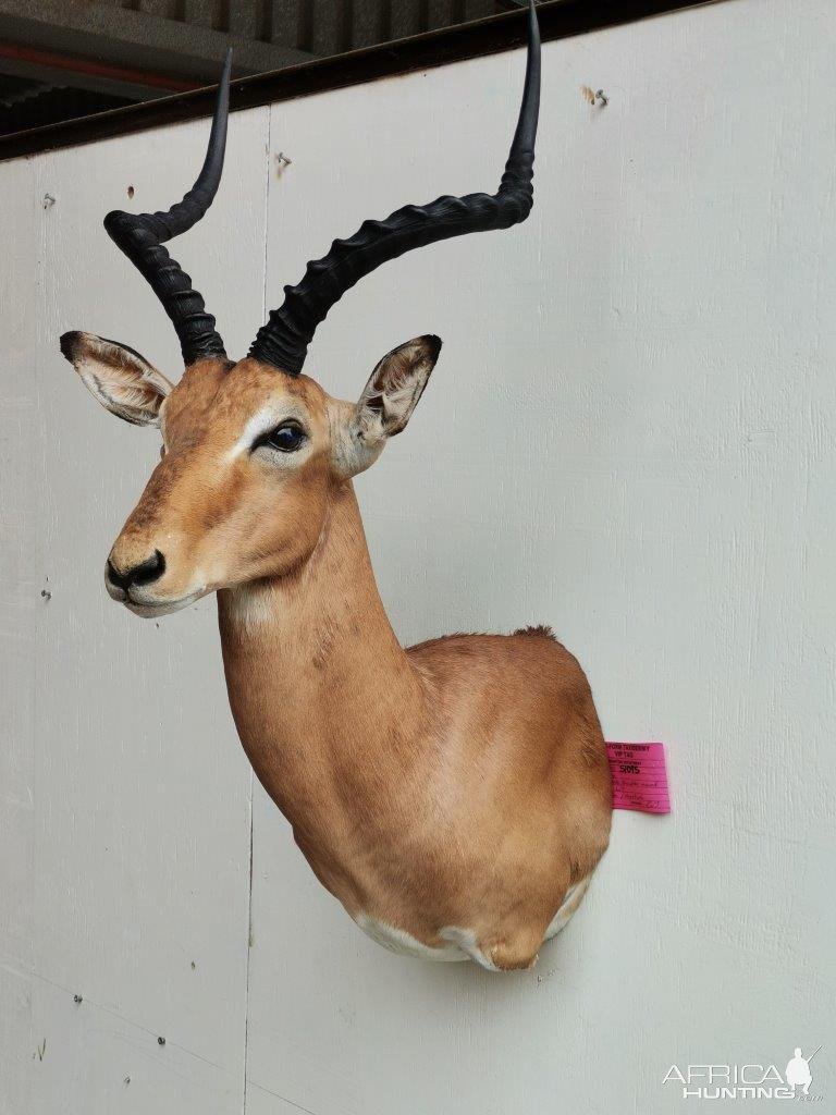 Impala Shoulder Mount Taxidermy