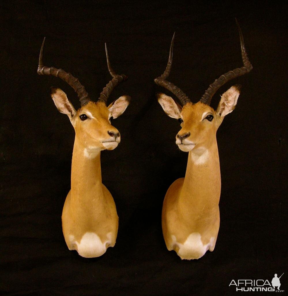 Impala Shoulder Mount Taxidermy