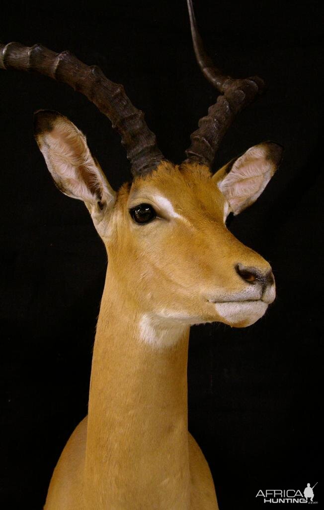 Impala Shoulder Mount Taxidermy