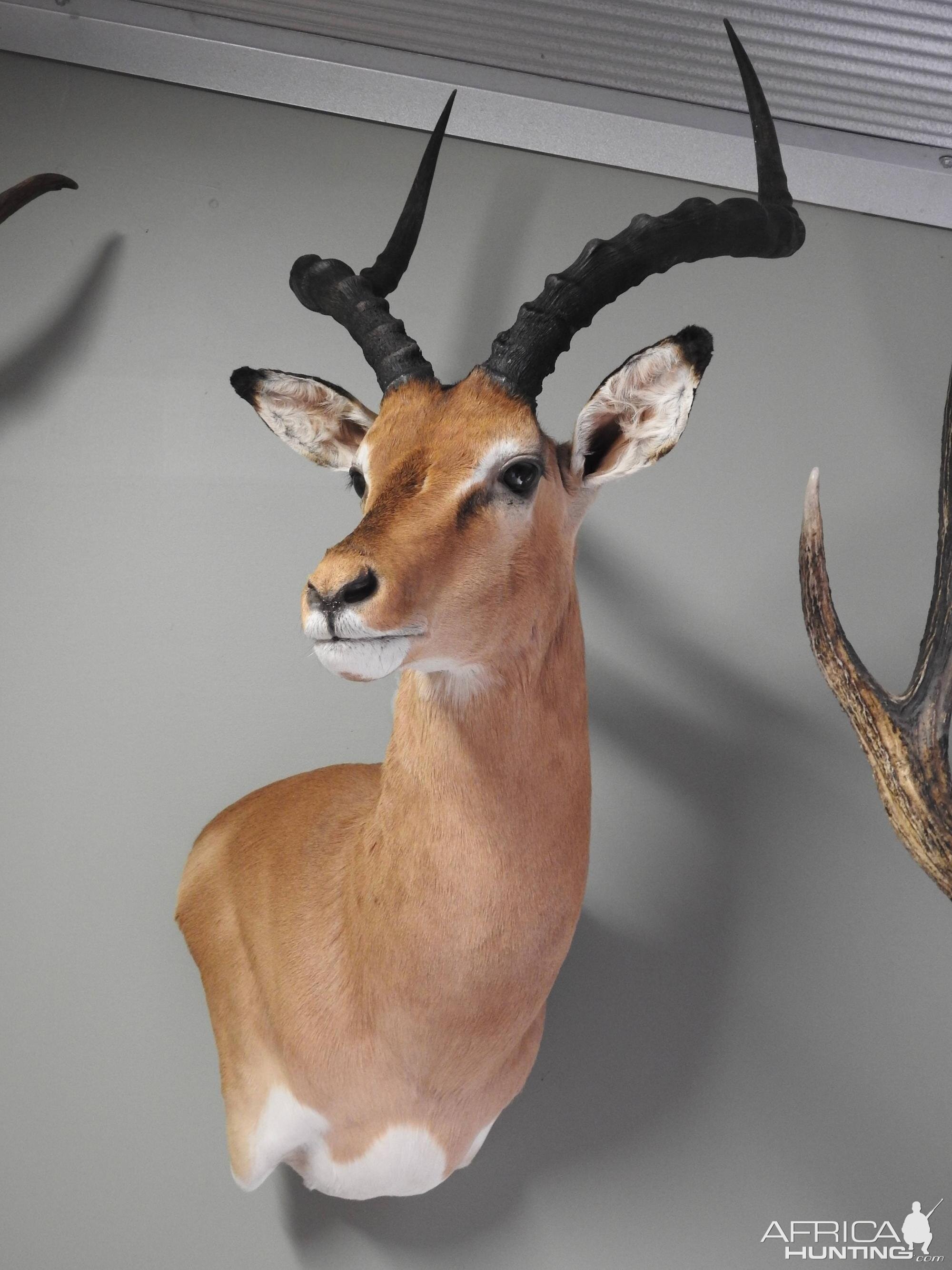 Impala Shoulder Mount Taxidermy