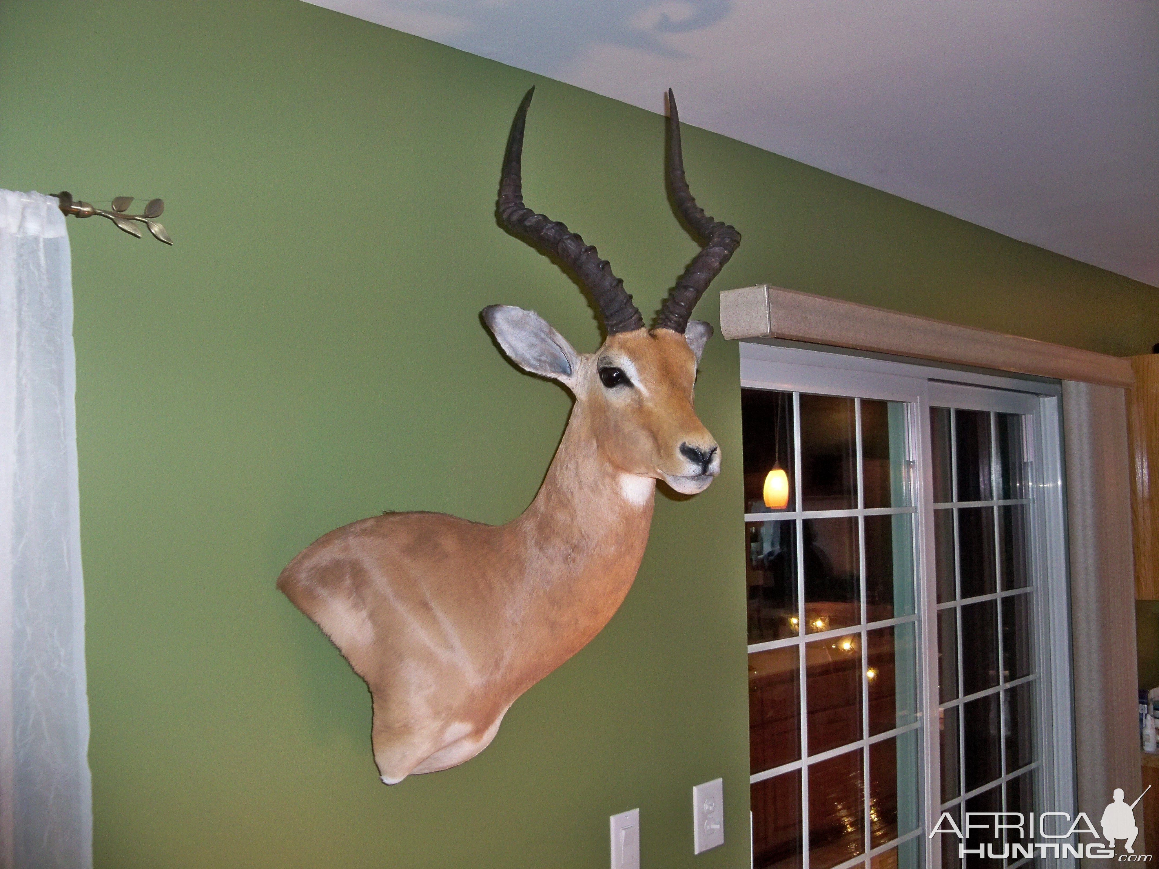 Impala Shoulder Mount Taxidermy