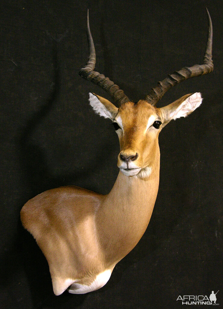 Impala Shoulder Mount Taxidermy