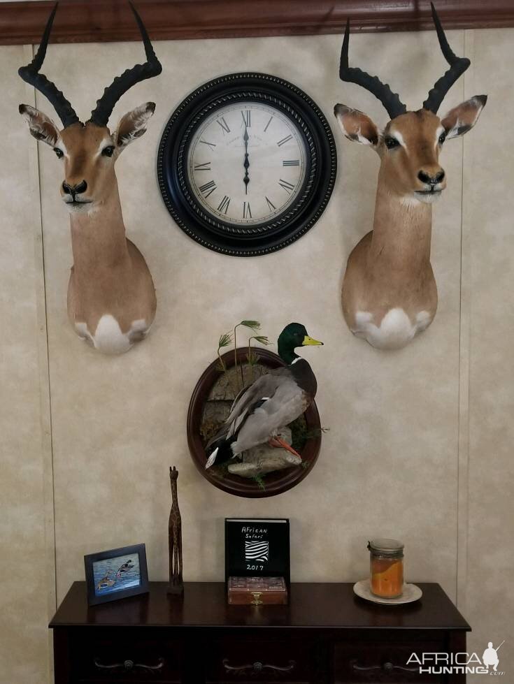 Impala Shoulder Mount Taxidermy