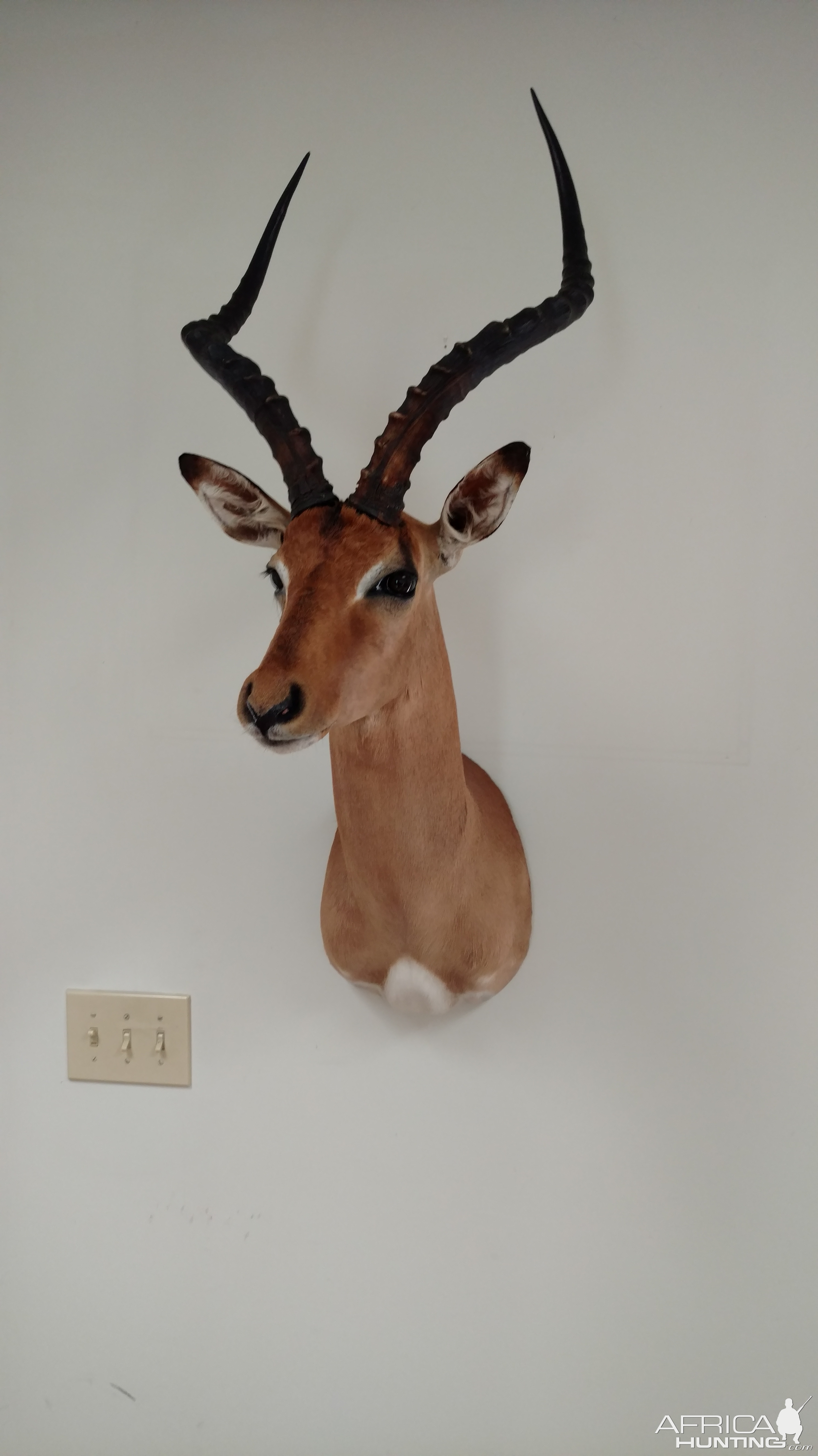 Impala Shoulder Mount Taxidermy