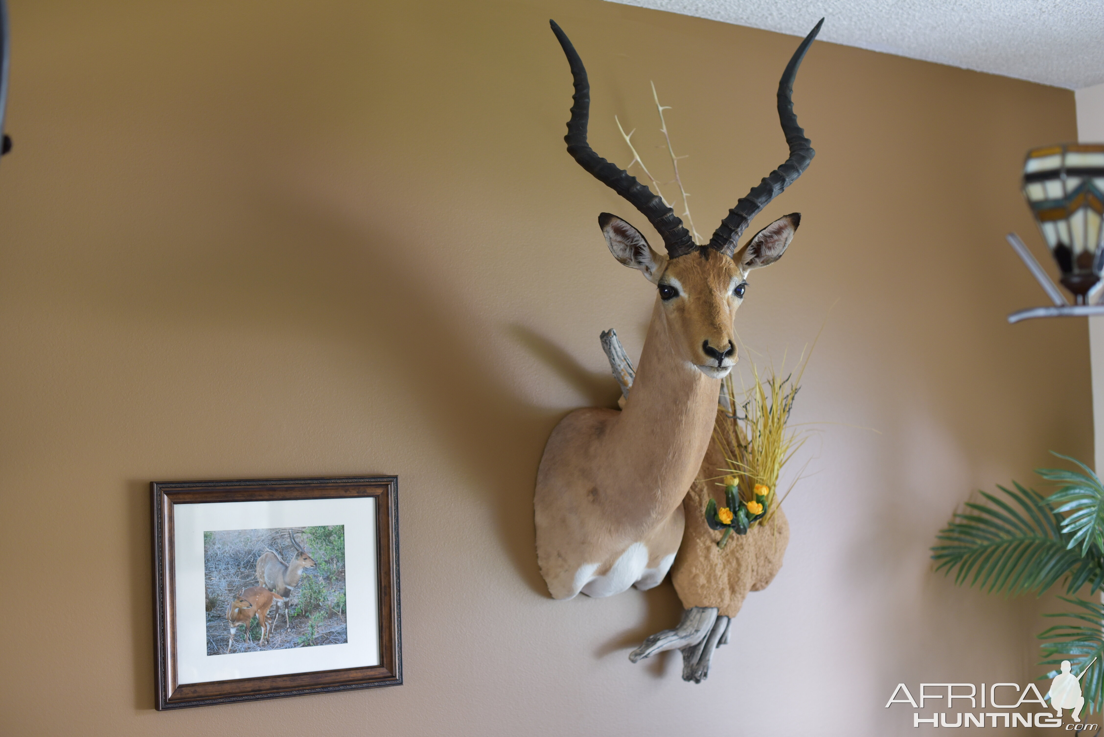 Impala Shoulder Mount Taxidermy