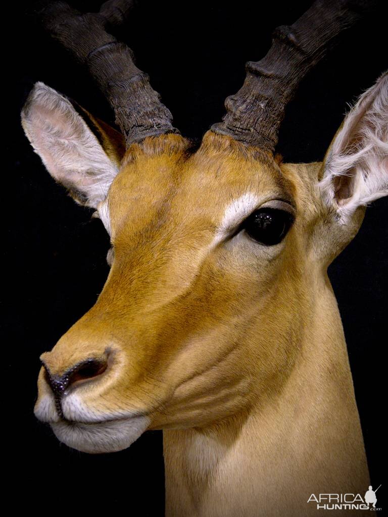 Impala Shoulder Mount Taxidermy