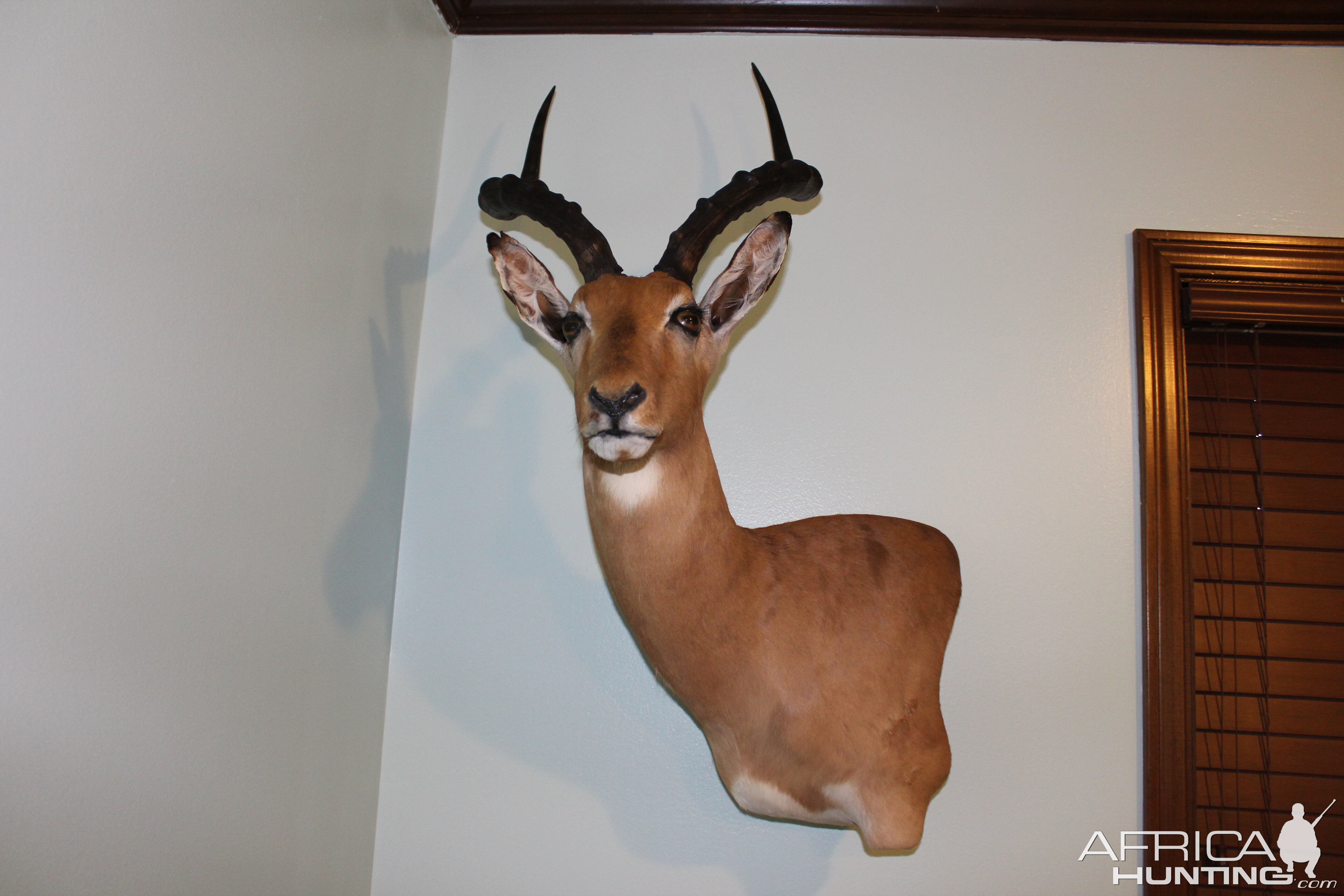 Impala Shoulder Mount Taxidermy