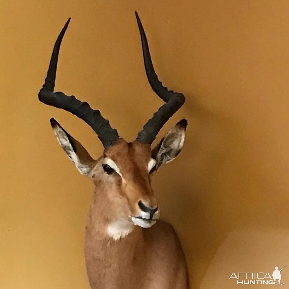 Impala Shoulder Mount Taxidermy